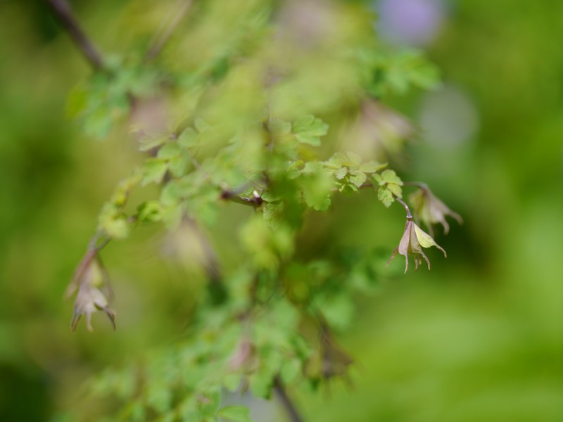 Thalictrum secundum photo 4