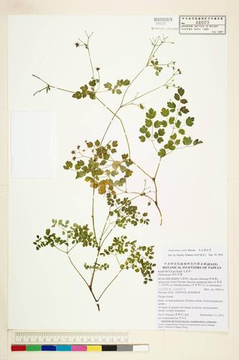 Thalictrum sessile