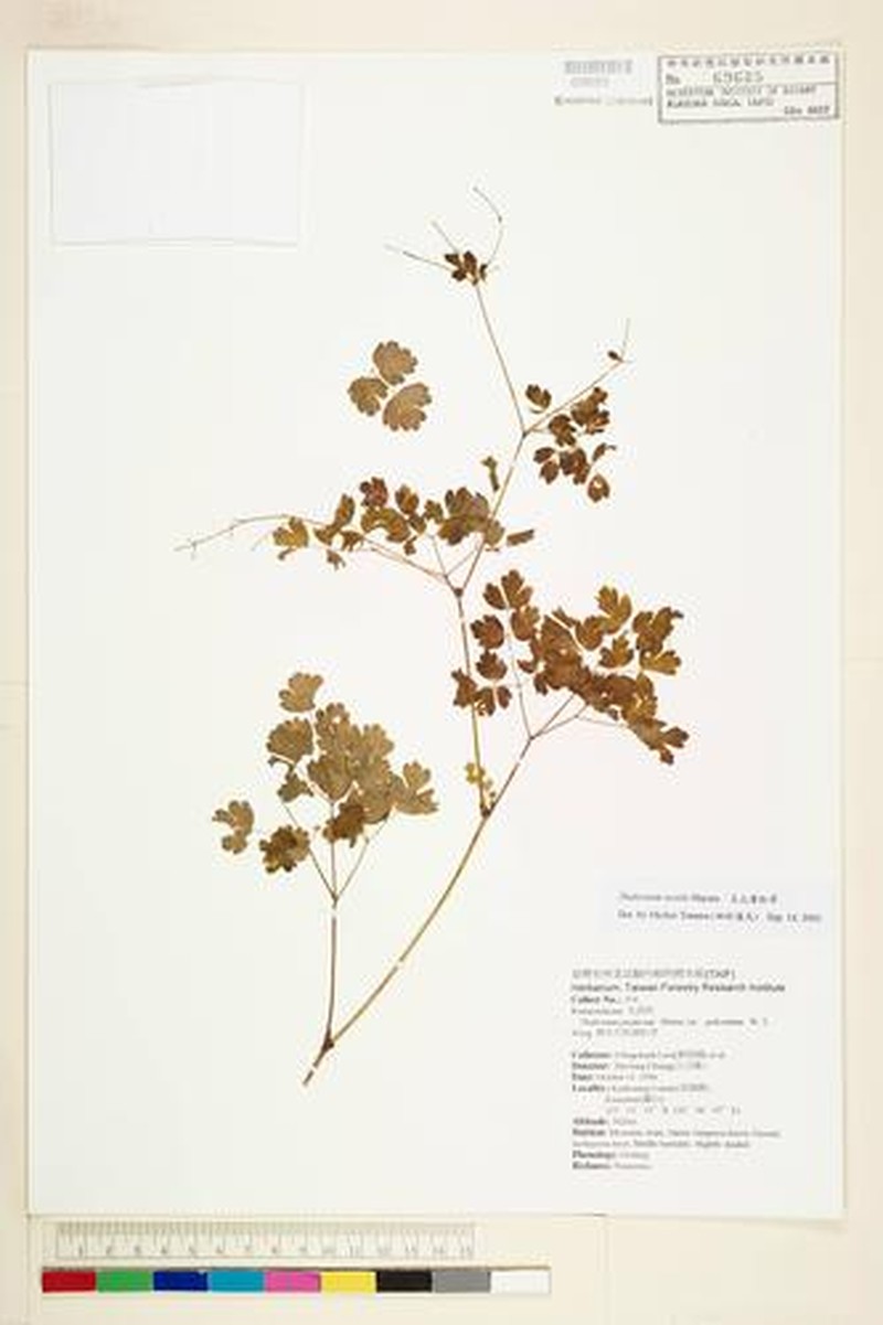 Thalictrum sessile photo 2