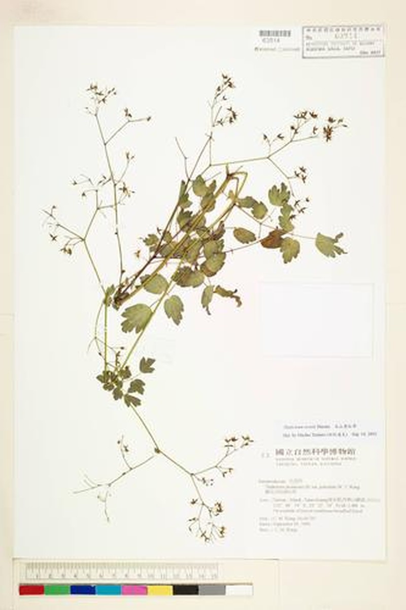 Thalictrum sessile photo 3