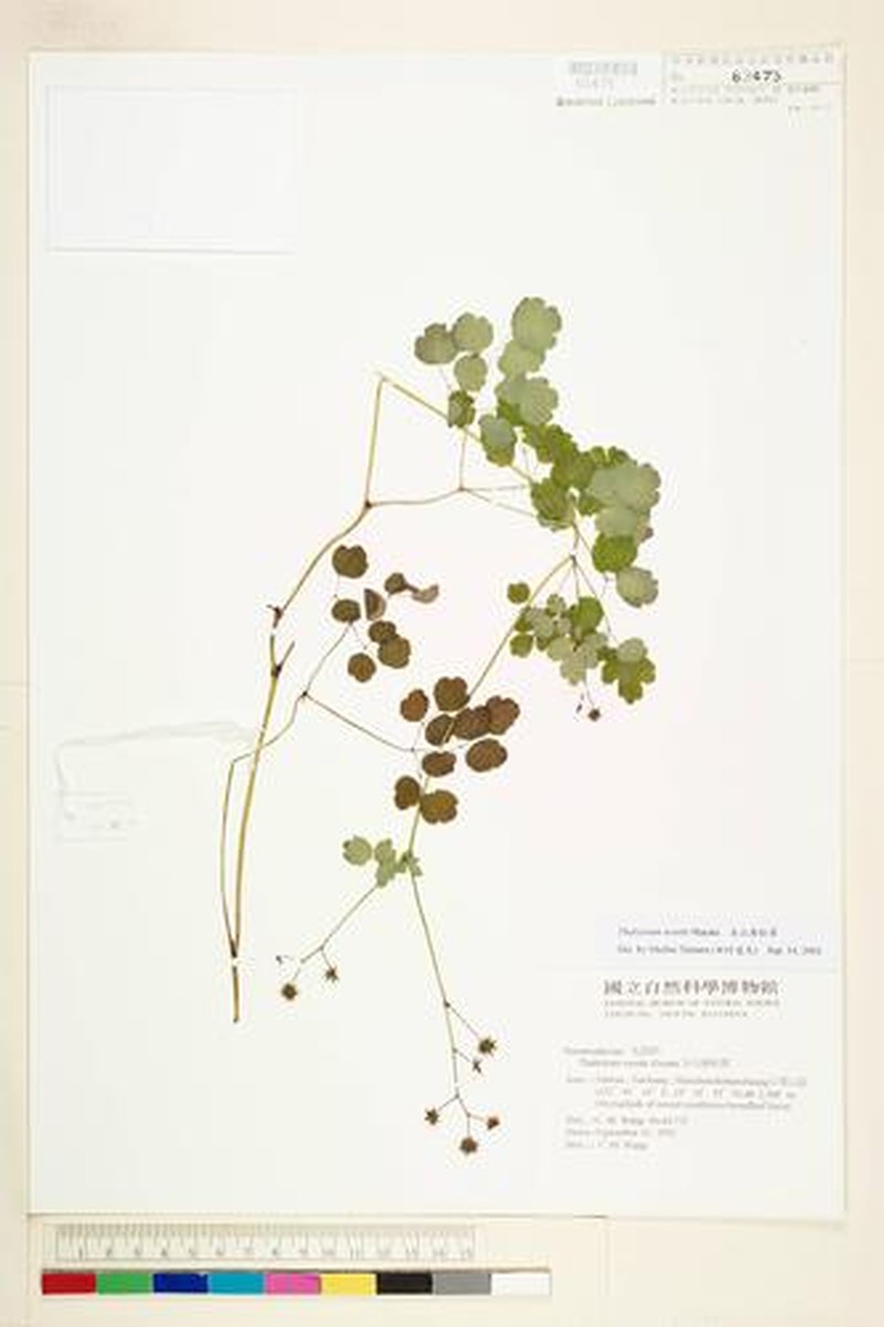 Thalictrum sessile photo 4