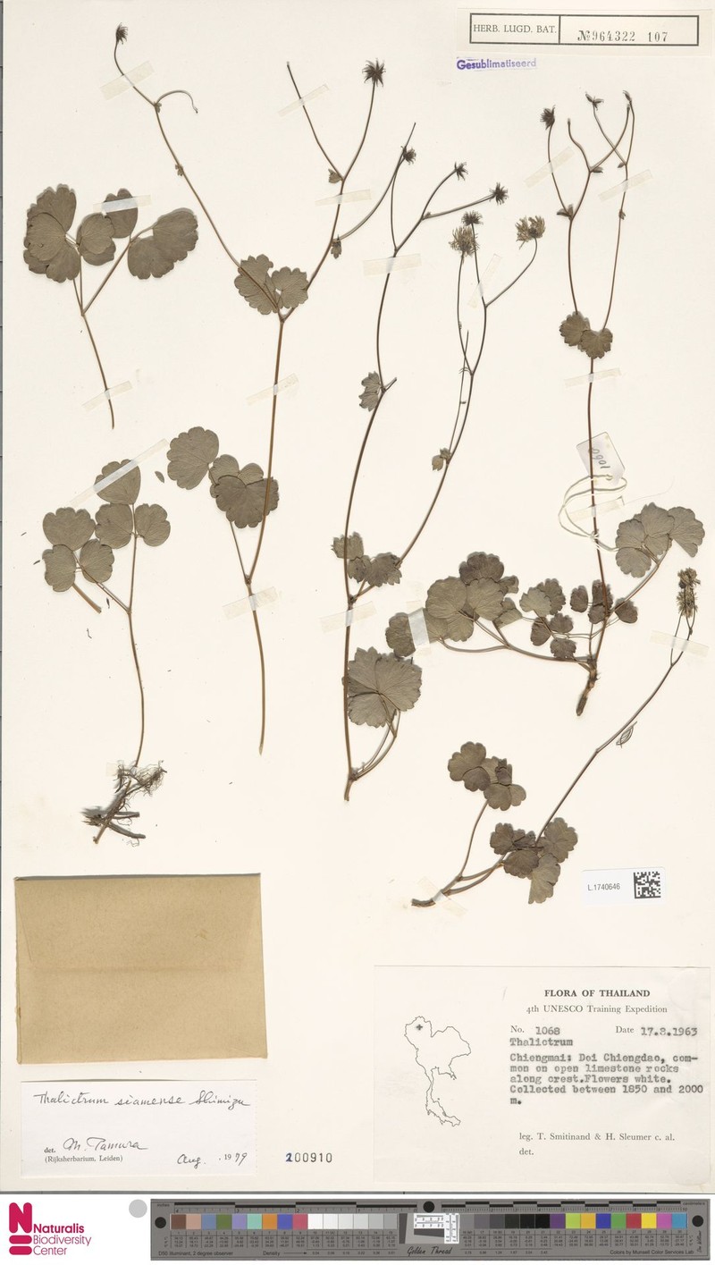 Thalictrum siamense
