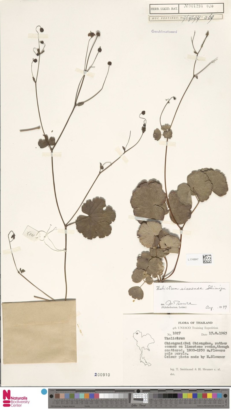Thalictrum siamense photo 2