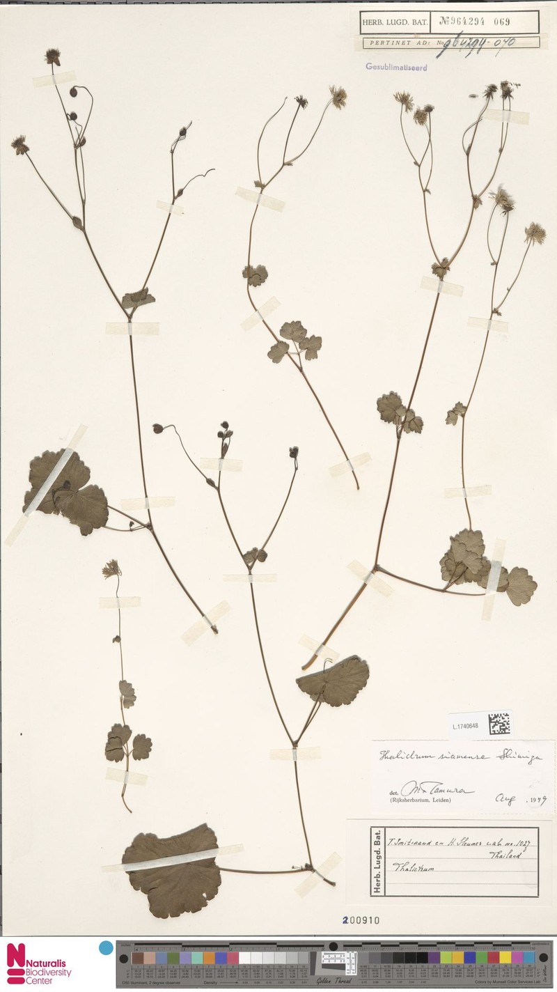 Thalictrum siamense photo 3