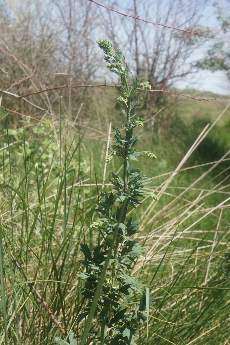 Thalictrum simplex photo 2