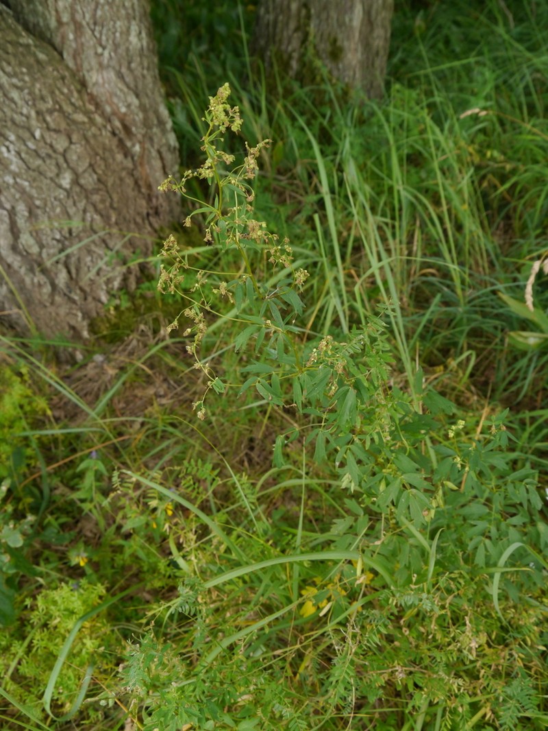 Thalictrum simplex photo 4