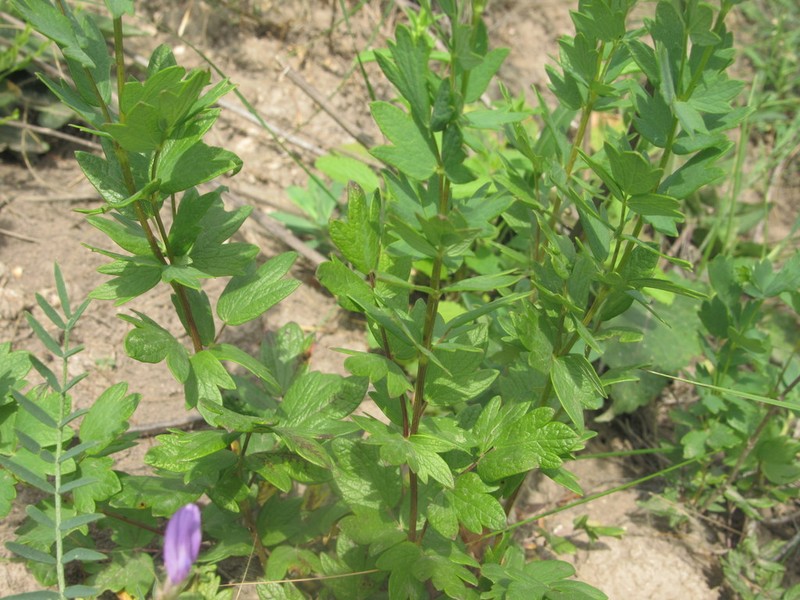 Thalictrum simplex photo 5
