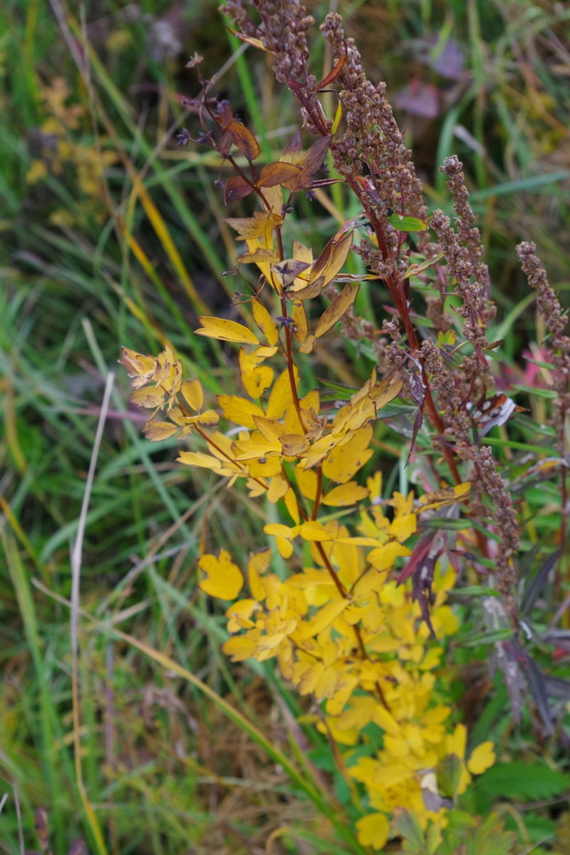 Thalictrum simplex photo 7