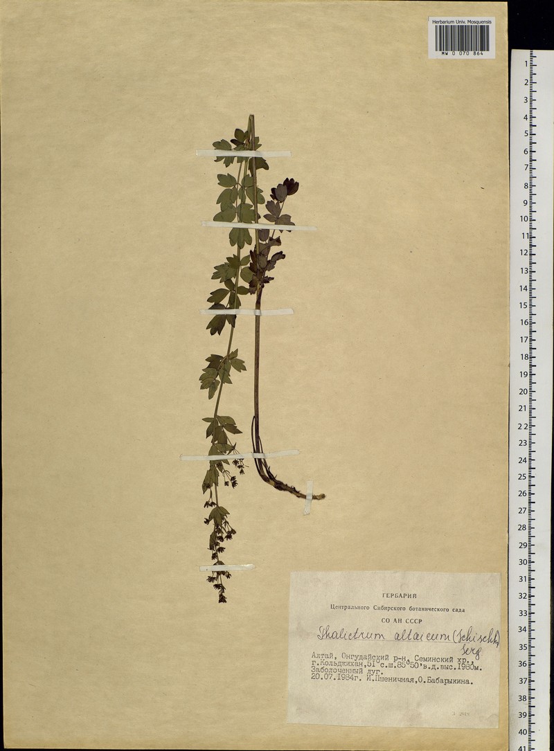 Thalictrum simplex subsp. altaicum