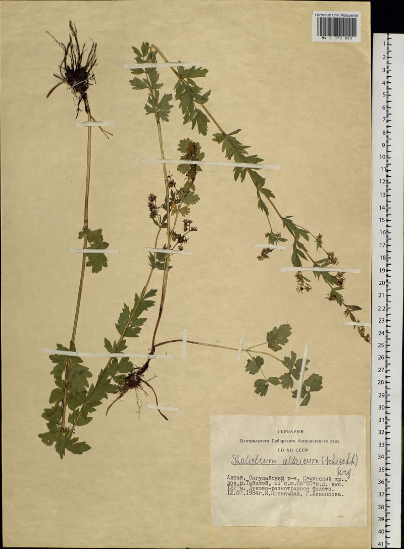 Thalictrum simplex subsp. altaicum photo 2