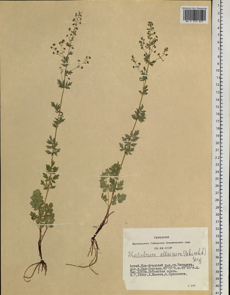 Thalictrum simplex subsp. altaicum photo 3