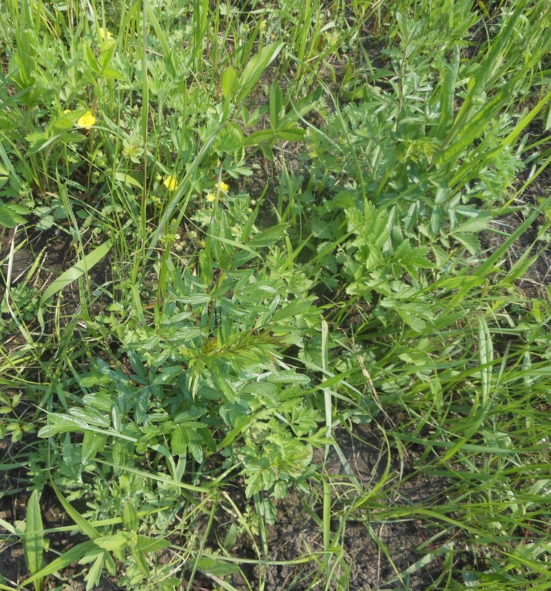 Thalictrum simplex subsp. amurense