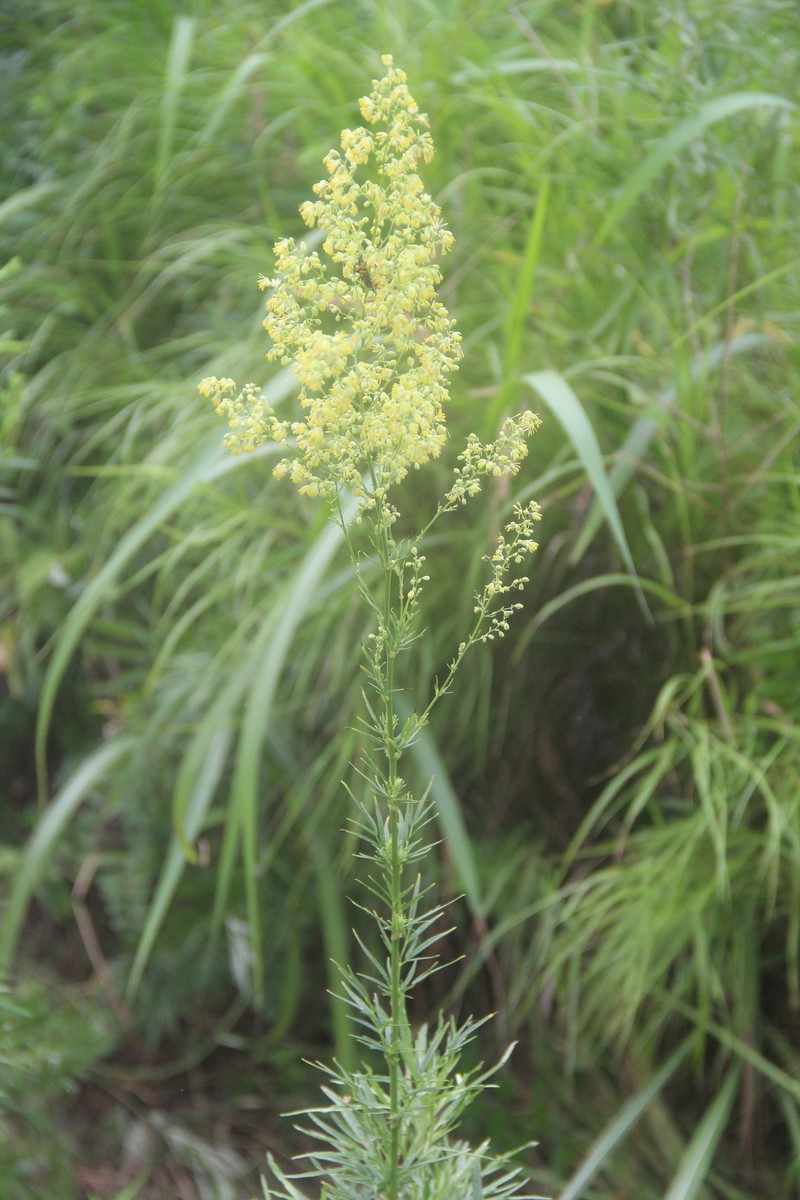 Thalictrum simplex subsp. amurense photo 2