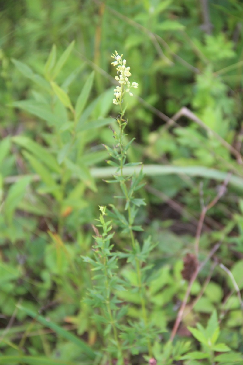 Thalictrum simplex subsp. amurense photo 3