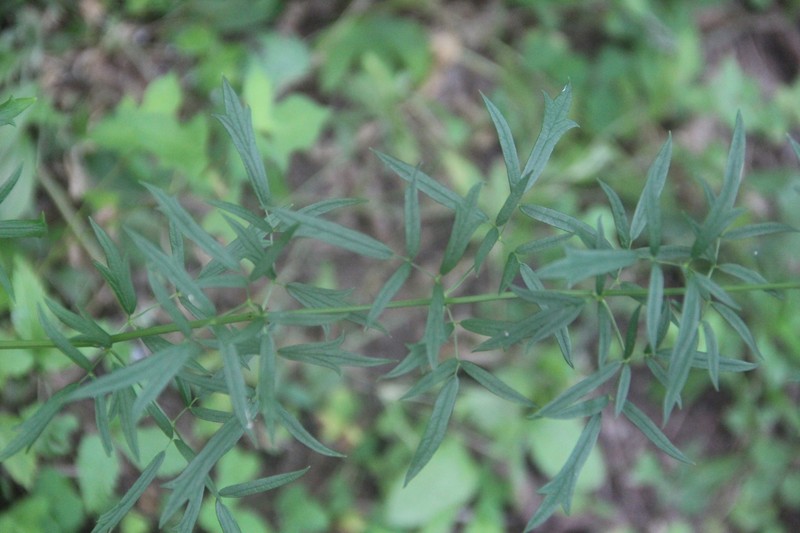 Thalictrum simplex subsp. amurense photo 4