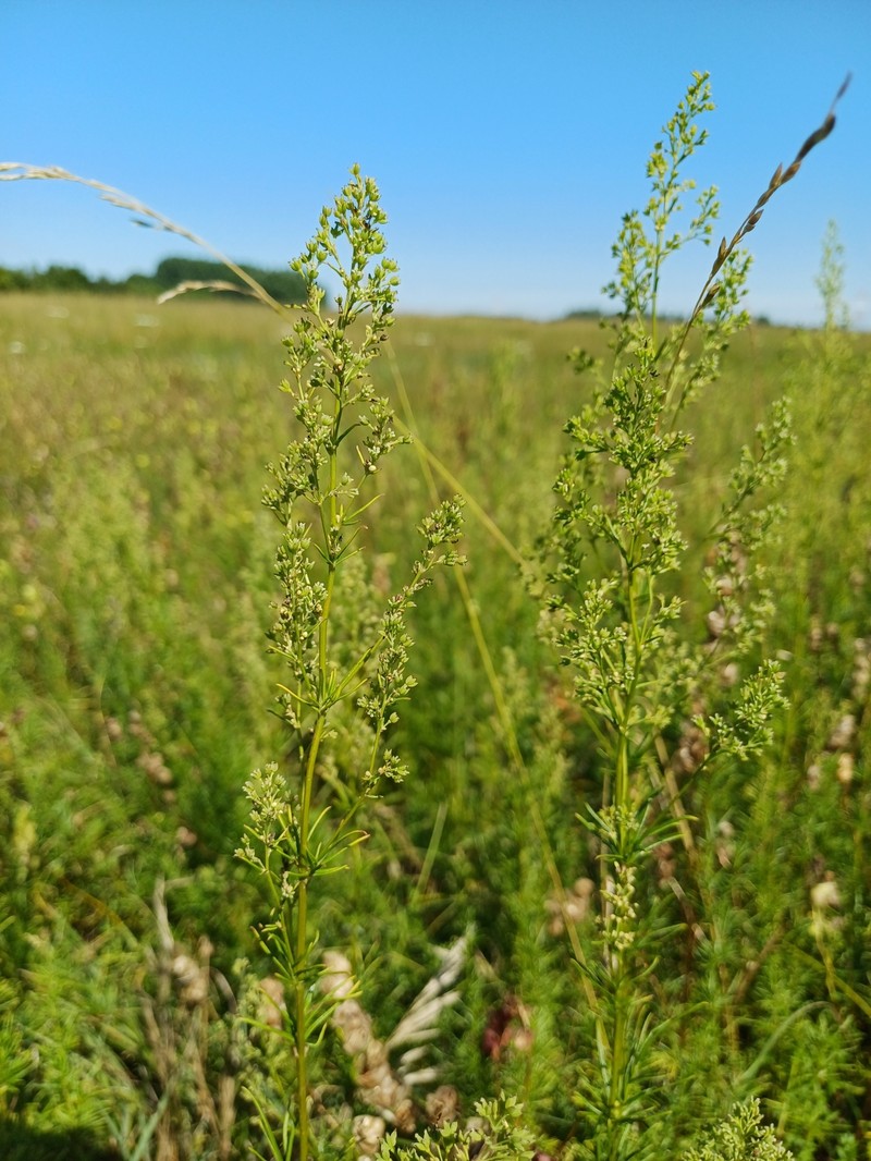 Thalictrum simplex subsp. galioides