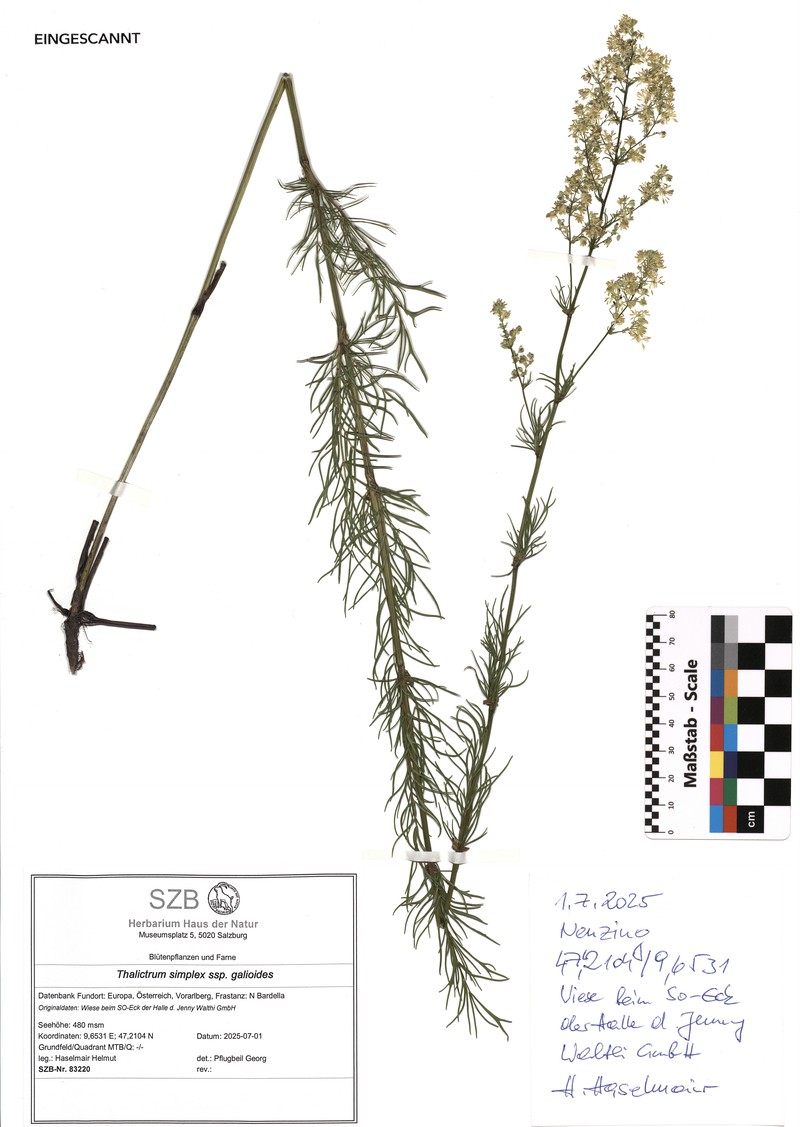 Thalictrum simplex subsp. galioides photo 2
