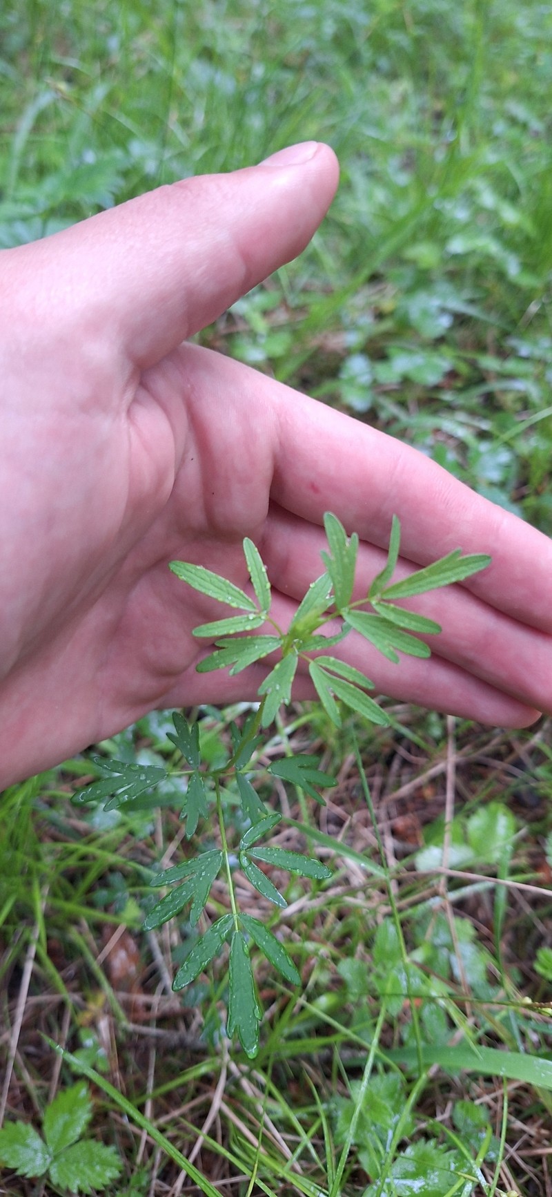 Thalictrum simplex subsp. simplex