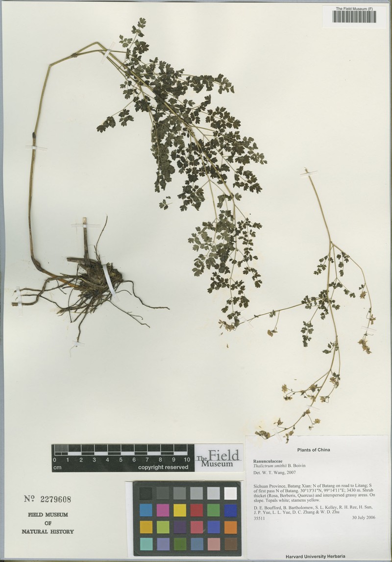 Thalictrum smithii
