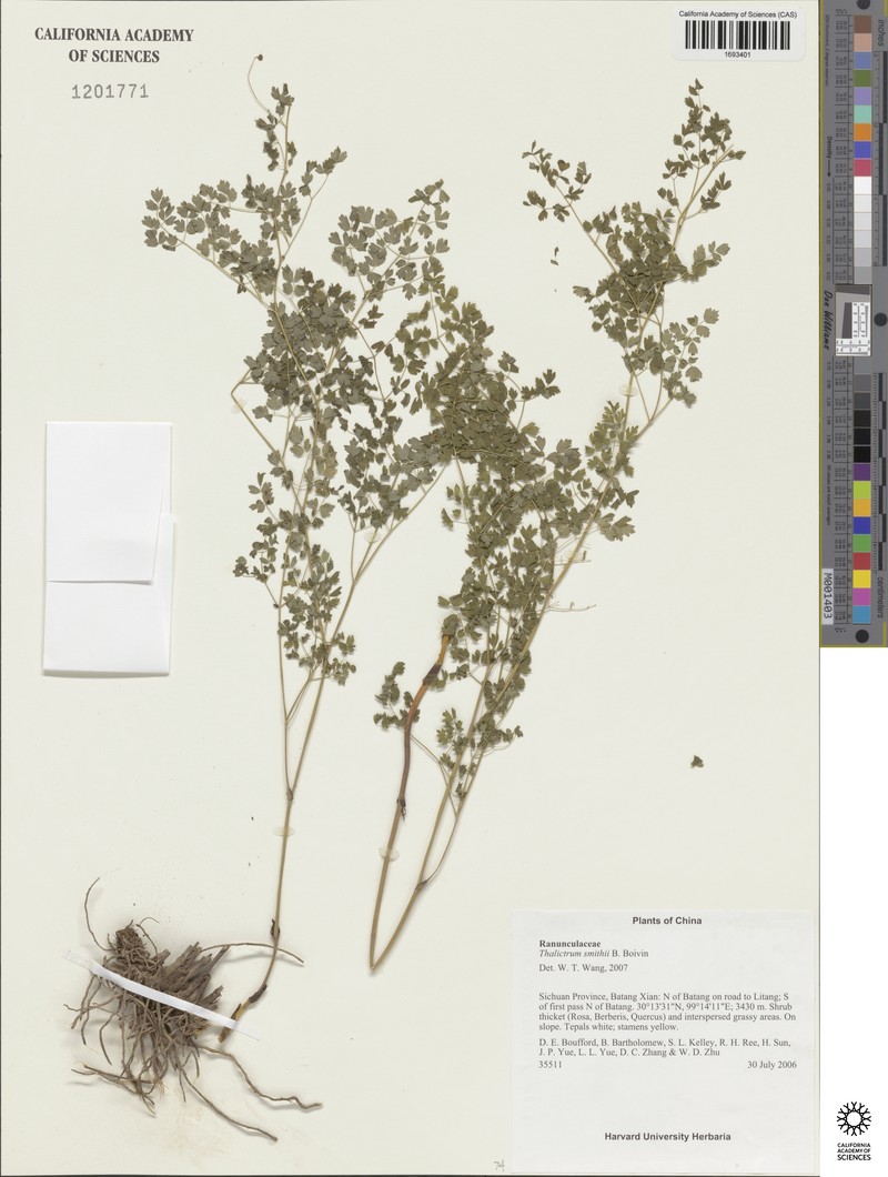 Thalictrum smithii photo 2