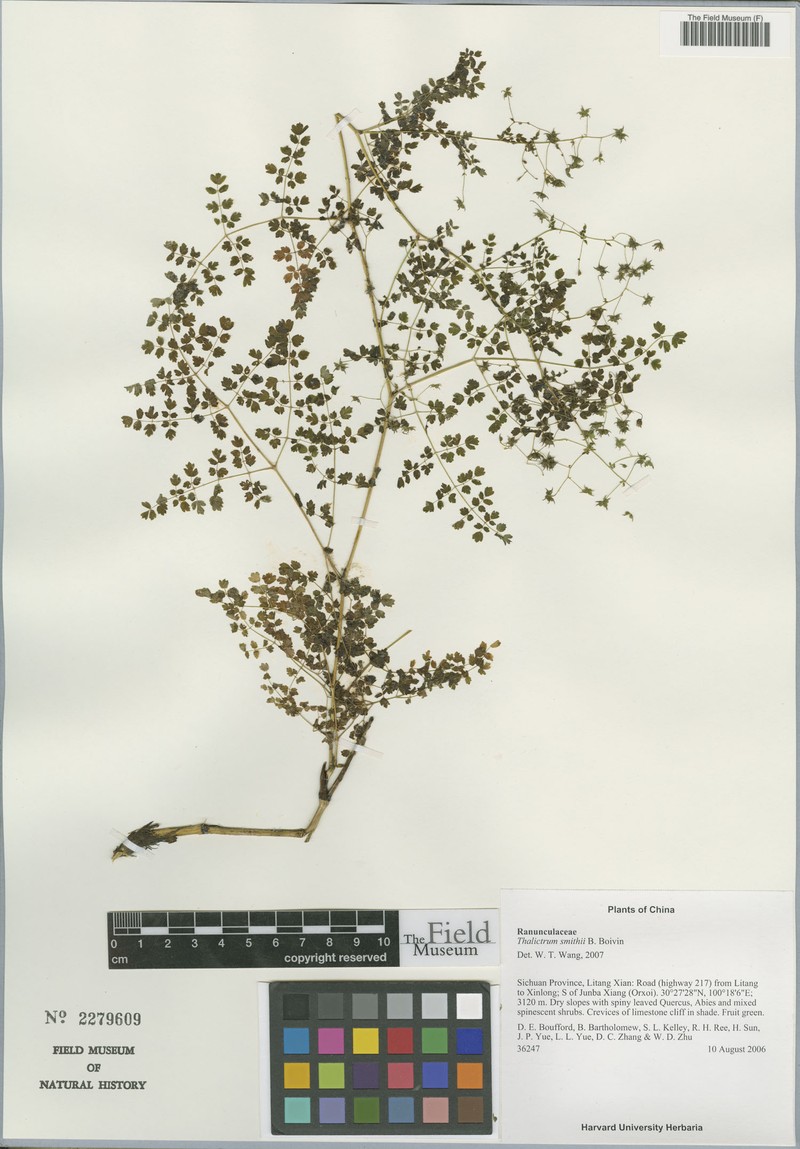 Thalictrum smithii photo 3