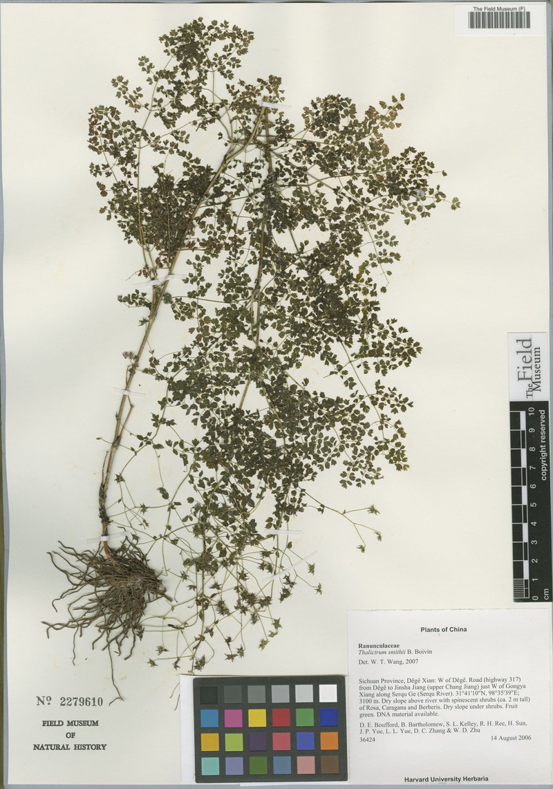 Thalictrum smithii photo 4