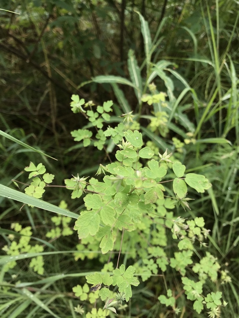 Fewflower Meadow-Rue photo 2