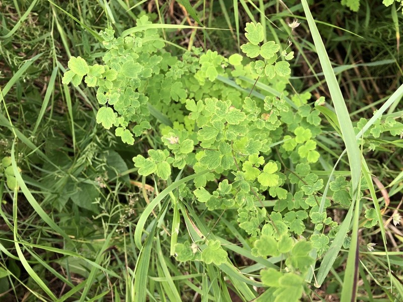 Fewflower Meadow-Rue photo 3