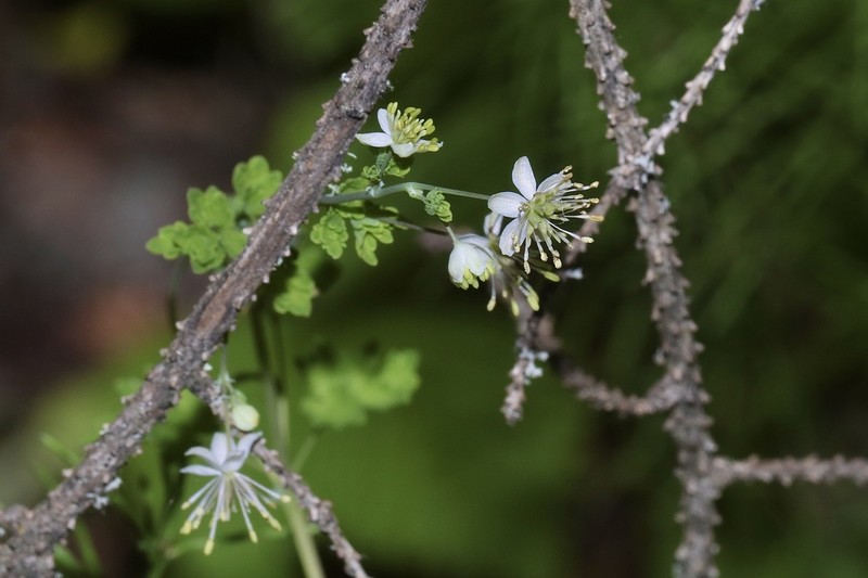 Fewflower Meadow-Rue photo 4