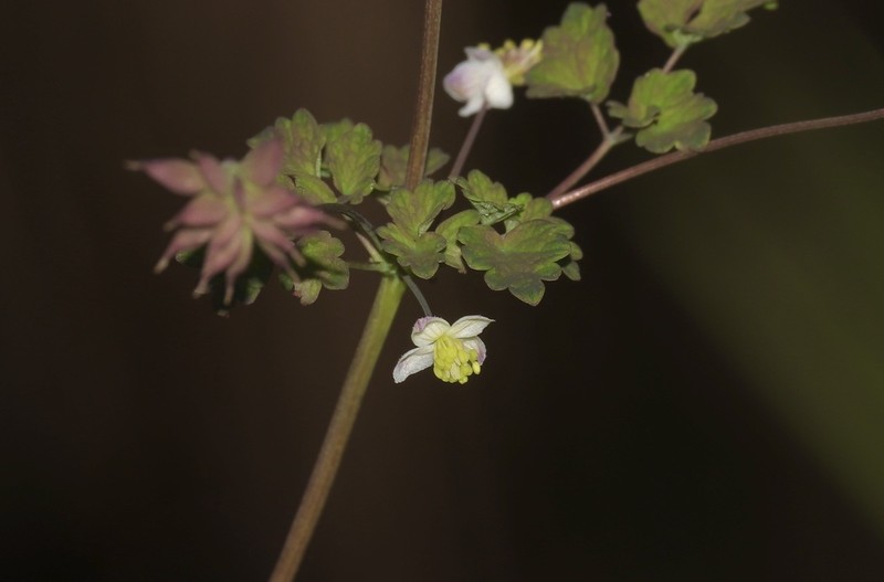Fewflower Meadow-Rue photo 5