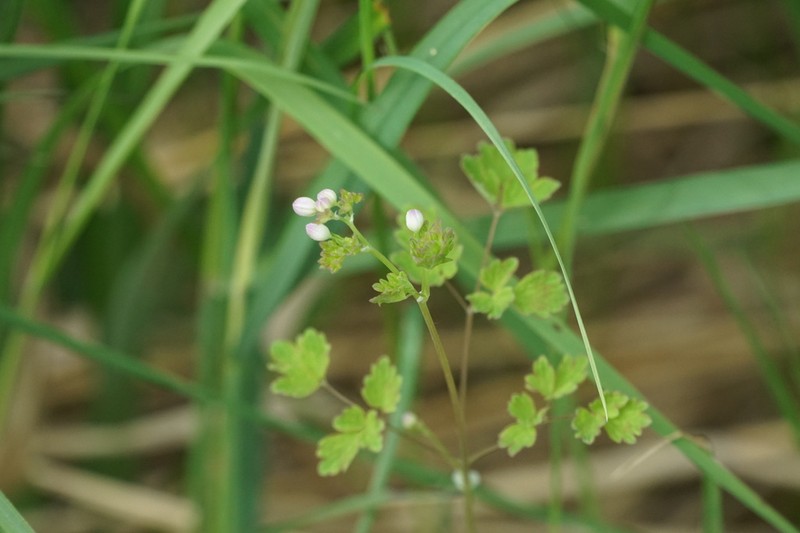 Fewflower Meadow-Rue photo 6