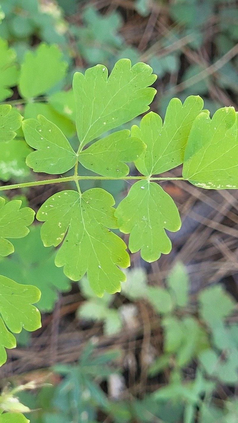 Fewflower Meadow-Rue photo 7