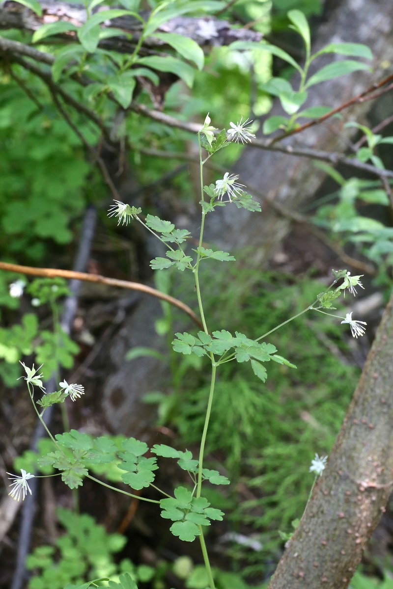 Fewflower Meadow-Rue