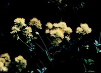 Thalictrum speciosissimum