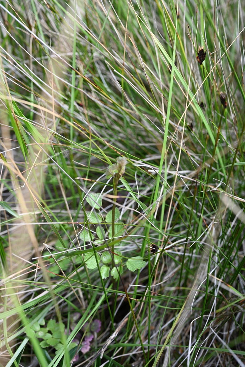 Thalictrum speciosissimum photo 2