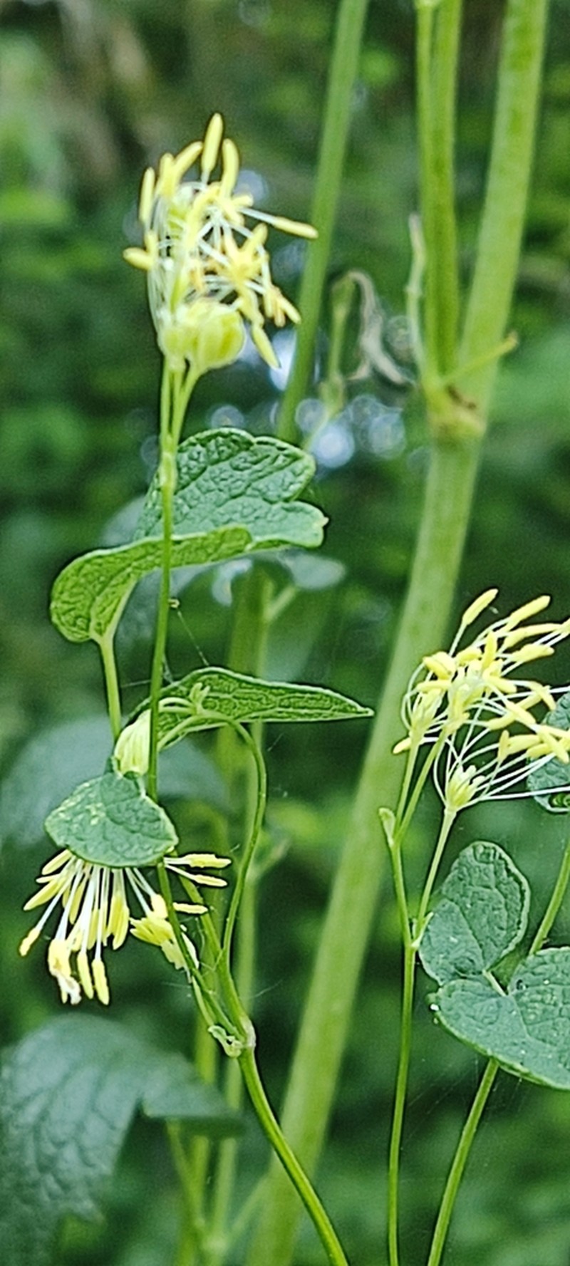 Thalictrum speciosissimum photo 3