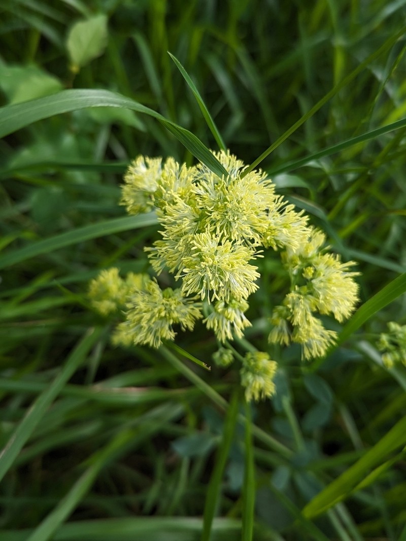 Thalictrum speciosissimum photo 4