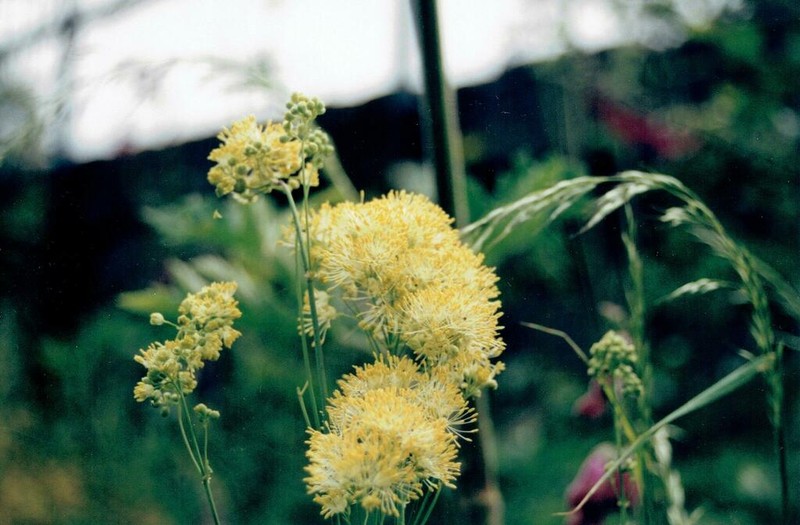 Thalictrum speciosissimum photo 5