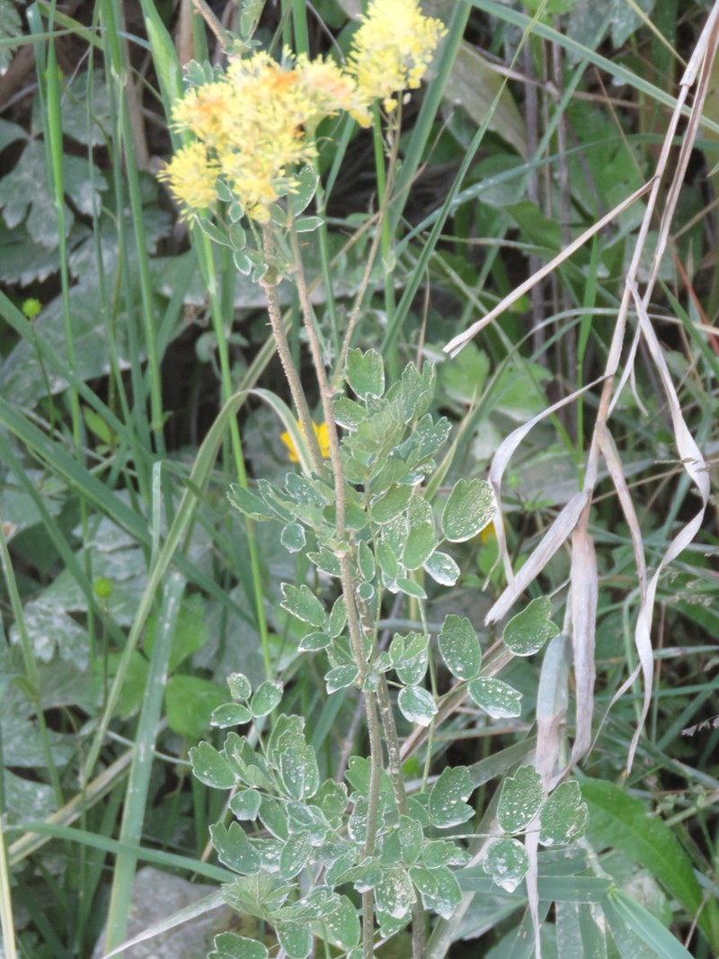 Thalictrum speciosissimum photo 6