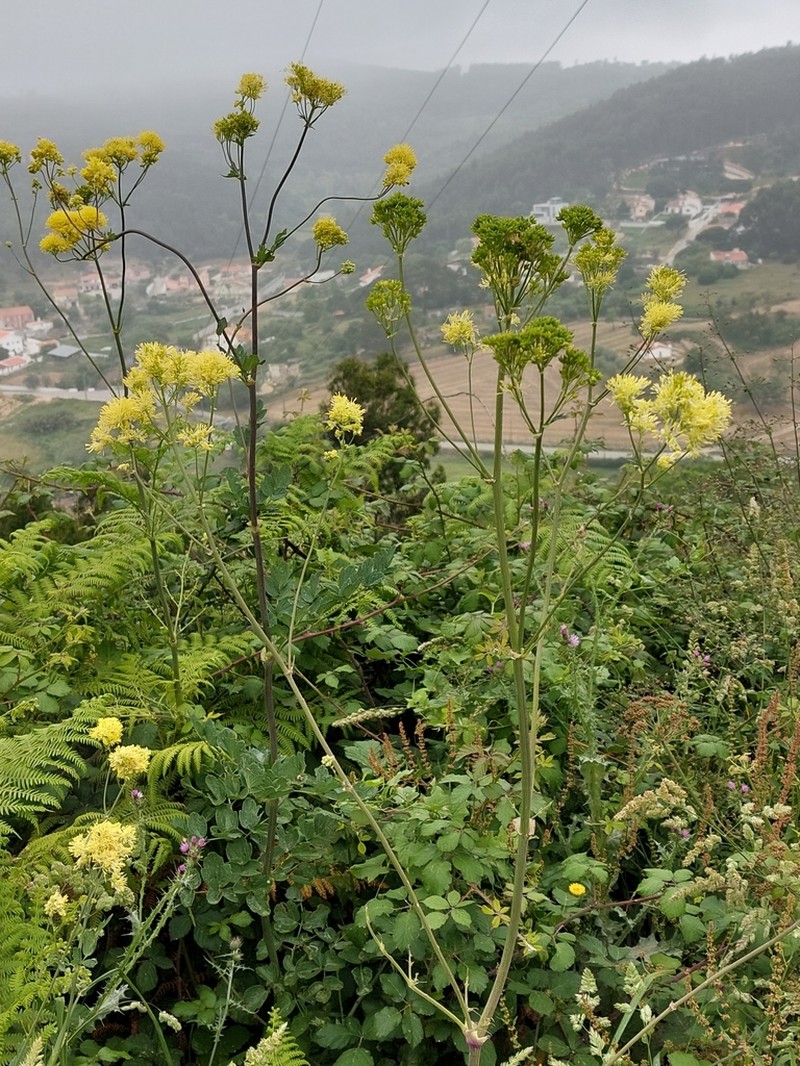 Thalictrum speciosissimum photo 7