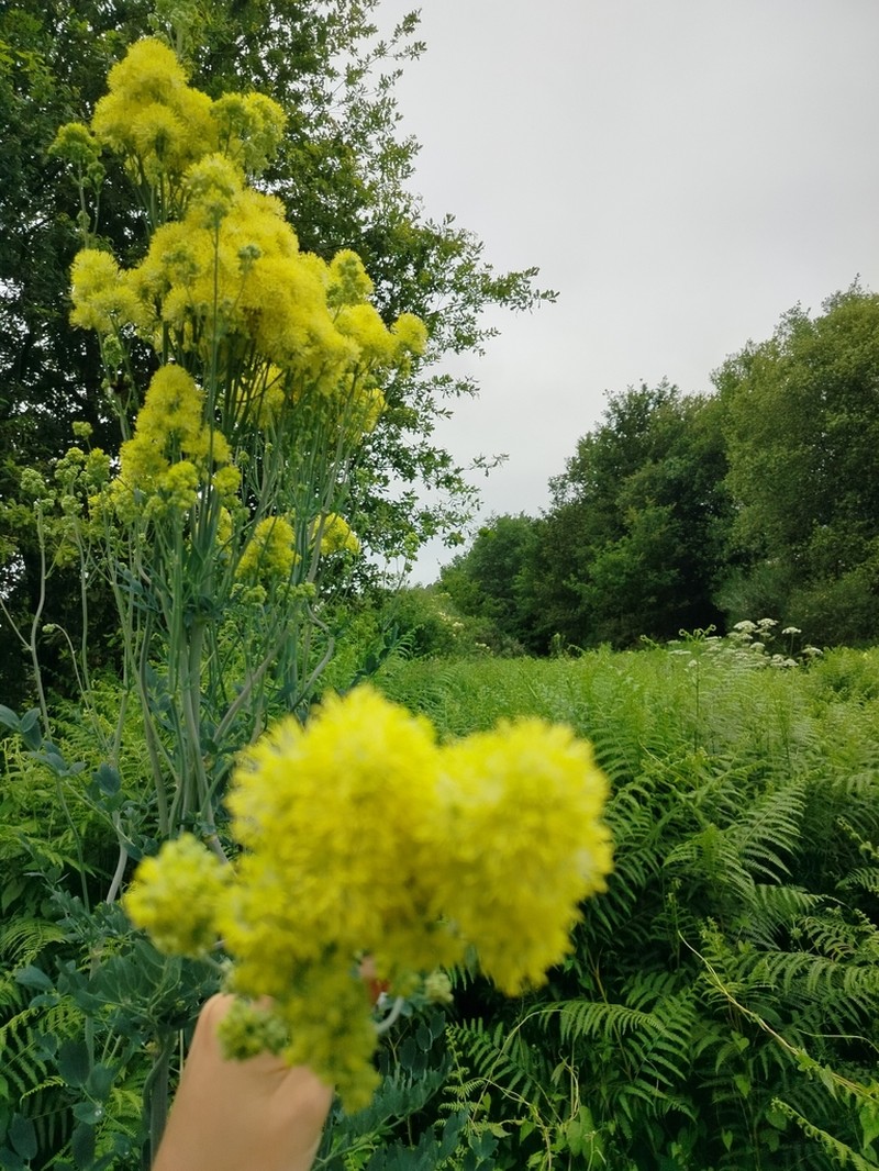 Thalictrum speciosissimum photo 8