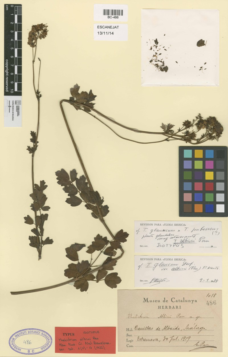 Thalictrum speciosissimum subsp. albini