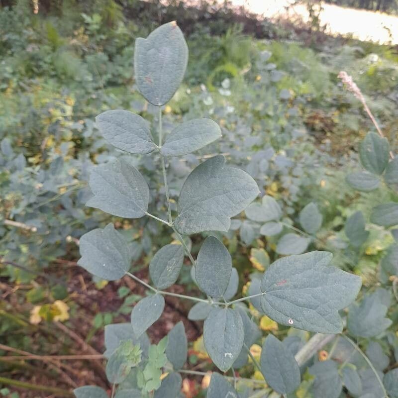Thalictrum speciosissimum subsp. speciosissimum