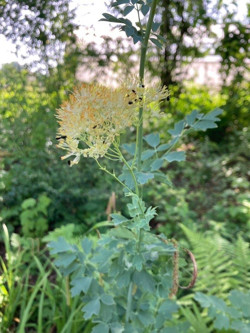 Thalictrum speciosissimum subsp. speciosissimum photo 2