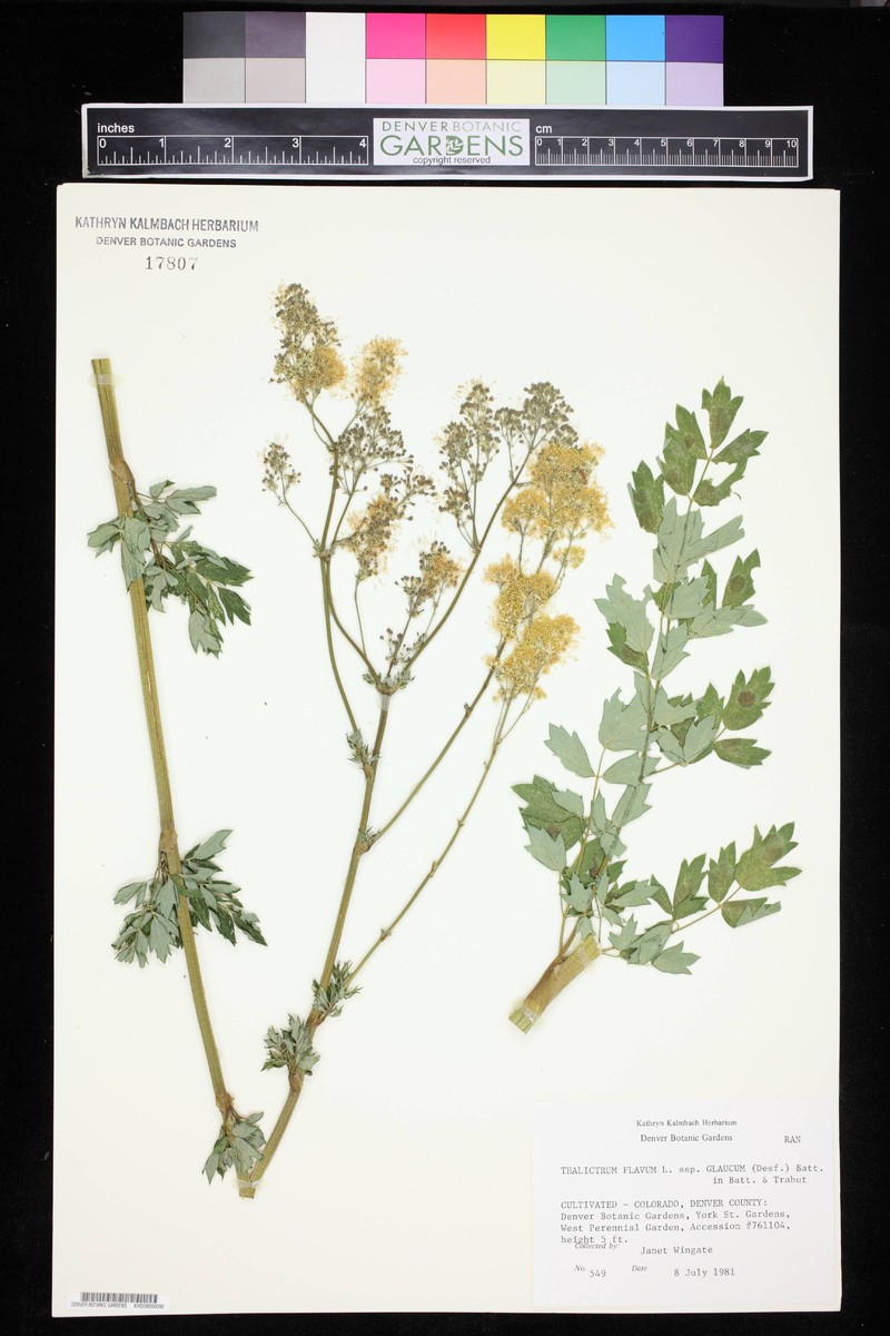 Thalictrum speciosissimum subsp. speciosissimum photo 3