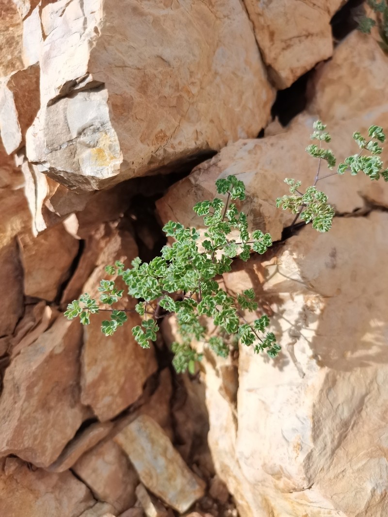 Thalictrum squamiferum