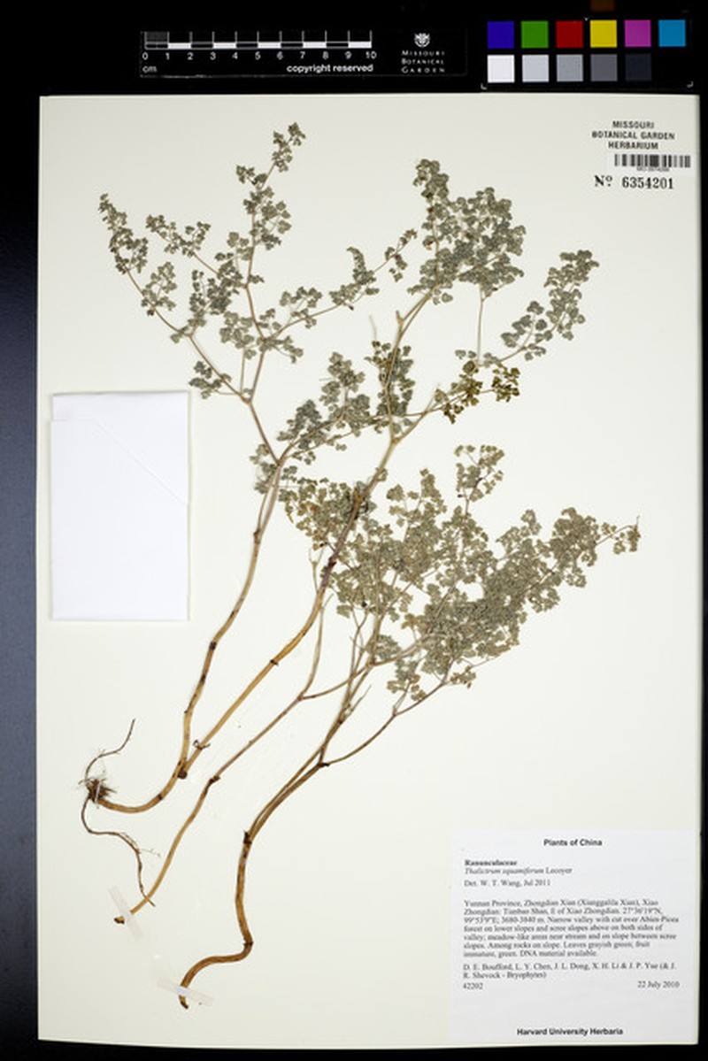 Thalictrum squamiferum photo 3