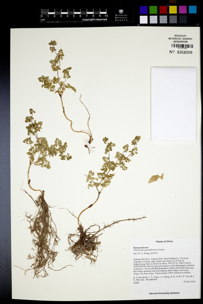 Thalictrum squamiferum photo 4