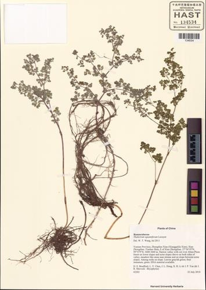 Thalictrum squamiferum photo 5