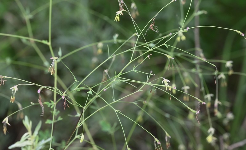 Thalictrum squarrosum
